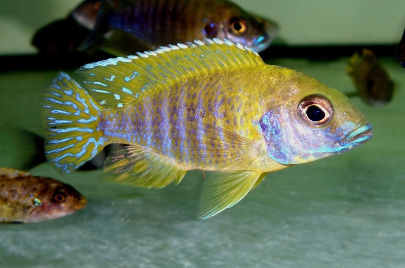 Aulonocara baenschi 'Nkhomo reef'